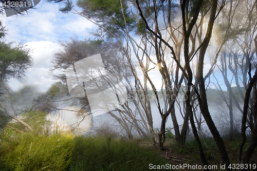 Image of Misty lake and forest in Rotorua, New Zealand