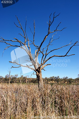 Image of old tree