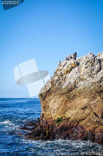 Image of Sea lions on a rock in Kaikoura Bay