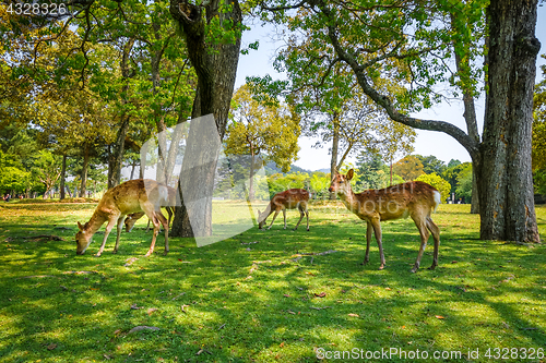 Image of Sika deers in Nara Park, Japan