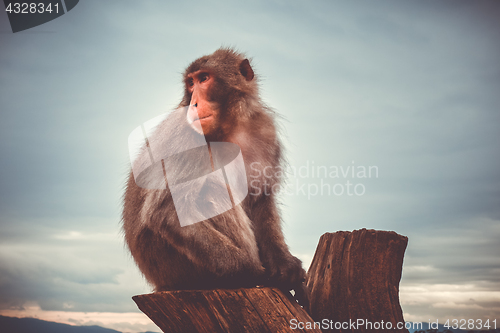 Image of Japanese macaque on a trunk, Iwatayama monkey park, Kyoto, Japan