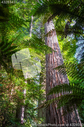 Image of Giant Sequoia redwood forest, Rotorua, New Zealand