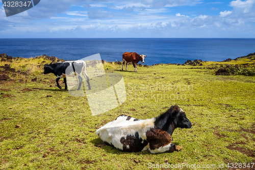 Image of Cows on easter island cliffs