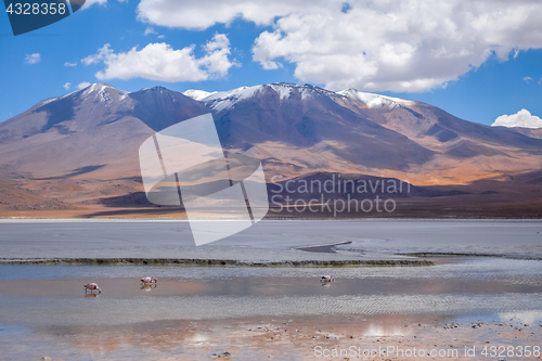 Image of Laguna Honda in sud Lipez Altiplano reserva, Bolivia