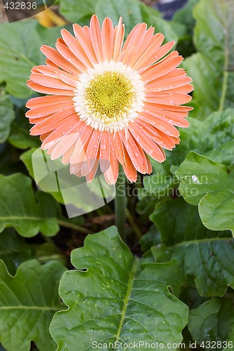 Image of orange gerbera