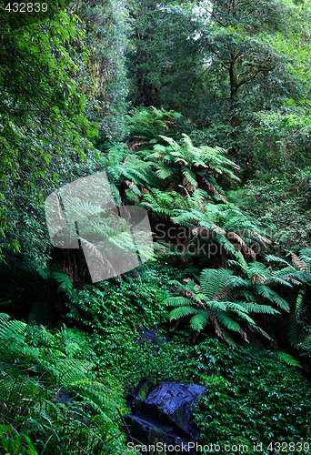 Image of forest