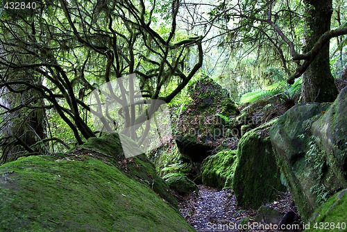 Image of moss and lichen