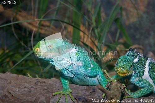 Image of green iguanas