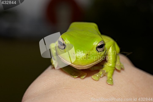 Image of green tree frog