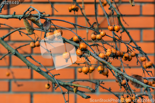 Image of Fruits of hawthorn.