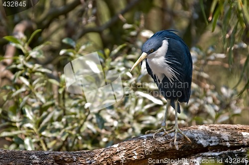 Image of pied heron