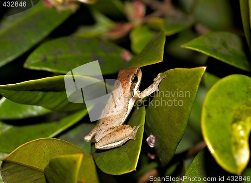 Image of litoria dentata