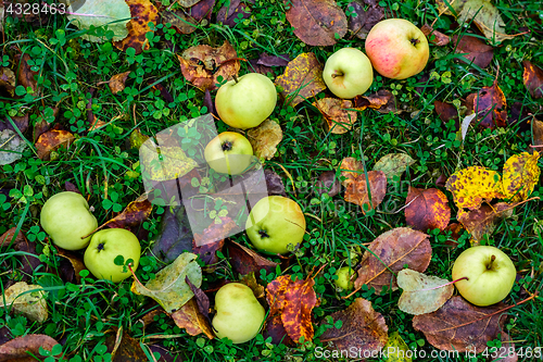 Image of Apples on the grass.