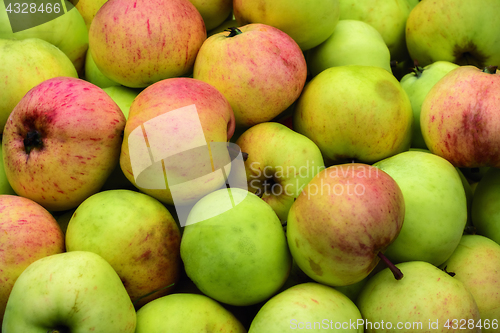 Image of Harvest of apples.