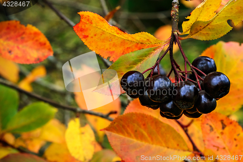 Image of Bunch of black ashberry.