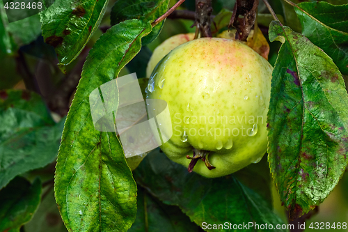 Image of Apple after rain.