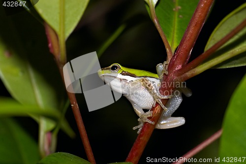 Image of litoria fallax