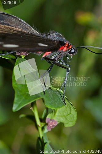 Image of butterfly