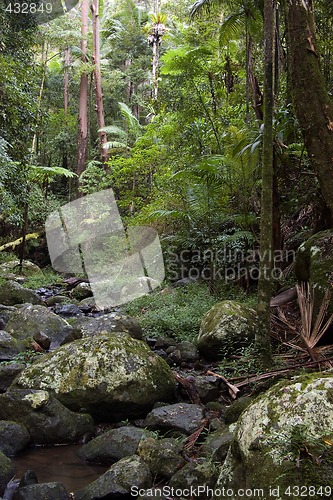 Image of rain forest