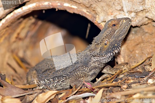 Image of central bearded dragon