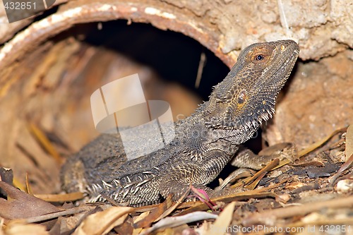 Image of central bearded dragon