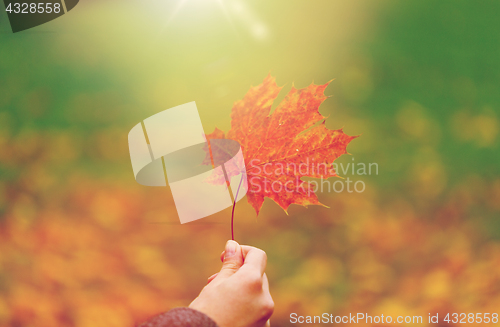 Image of close up of woman hands with autumn maple leaves