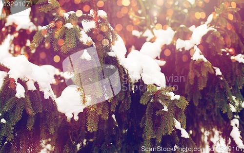 Image of fir branch and snow in winter forest