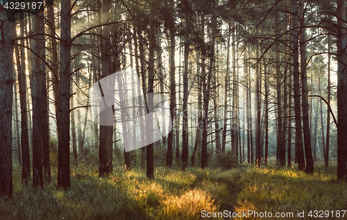 Image of Sunrays In The Foggy Forest