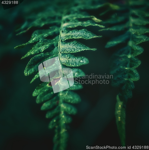 Image of Dew Drops On Fern Leaves