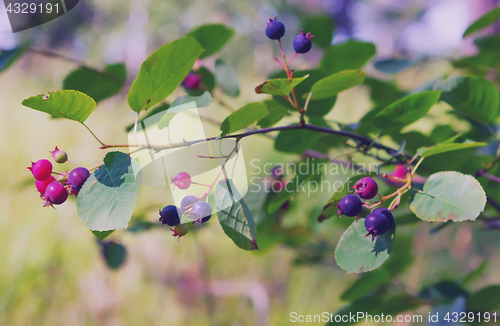 Image of Shadberry Bush At Summer Day