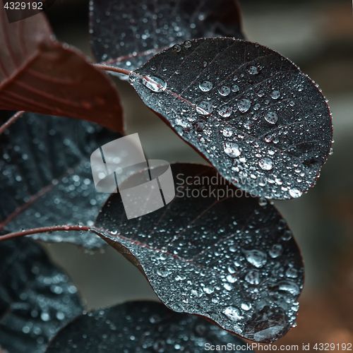 Image of Leaves With Water Drops Closeup