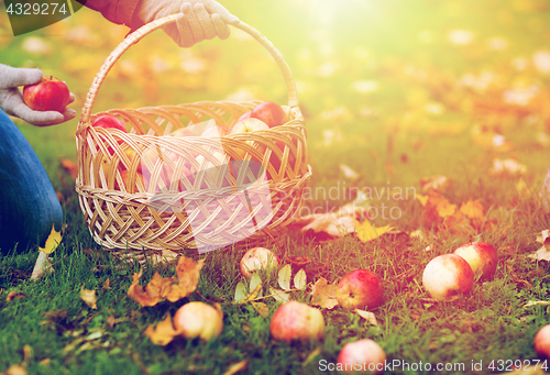 Image of woman with basket picking apples at autumn garden