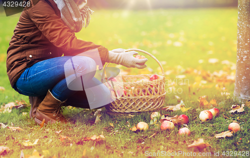 Image of woman with basket picking apples at autumn garden