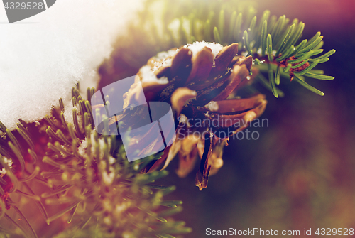 Image of fir branch with snow and cone in winter forest