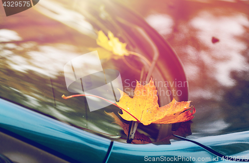 Image of close up of car wiper with autumn leaves