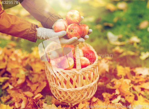 Image of woman with basket of apples at autumn garden