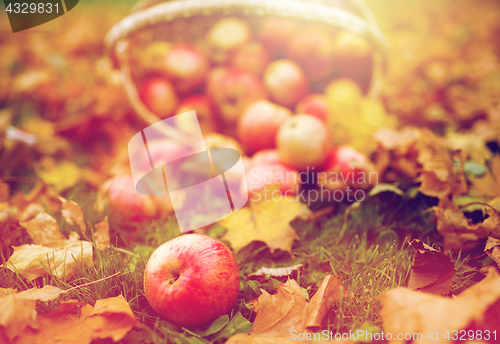 Image of wicker basket of ripe red apples at autumn garden