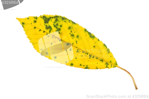 Image of Leaf on white