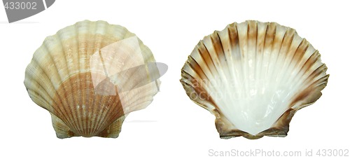 Image of Decoration: shell