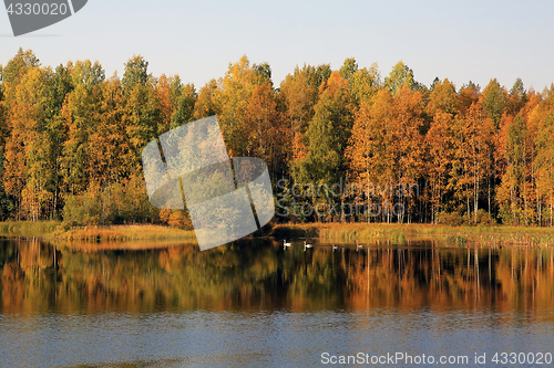 Image of Colorful Autumnal Lake with Swans