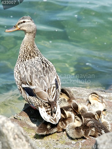 Image of Ducks family