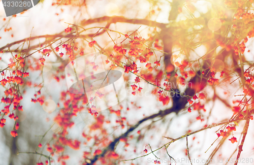 Image of spindle or euonymus branch with fruits in winter