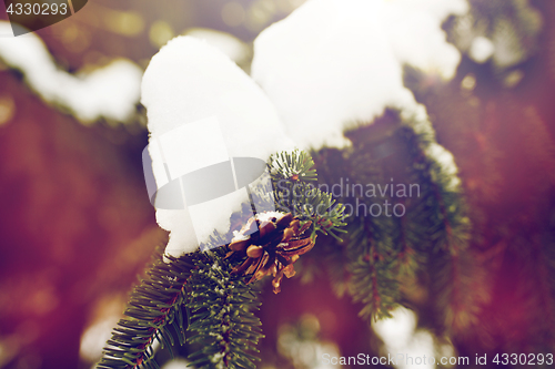 Image of fir branch with snow and cone in winter forest