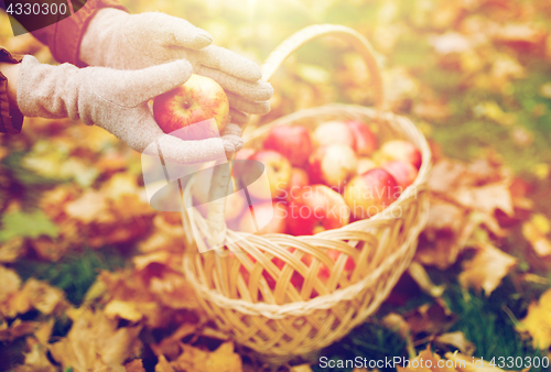 Image of woman with basket of apples at autumn garden