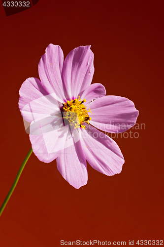 Image of Macro pink flower