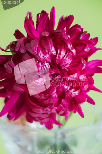 Image of Close-up image of the flower Aster