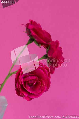 Image of Macro red roses flowers