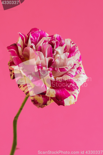 Image of Macro pink and white rose flower