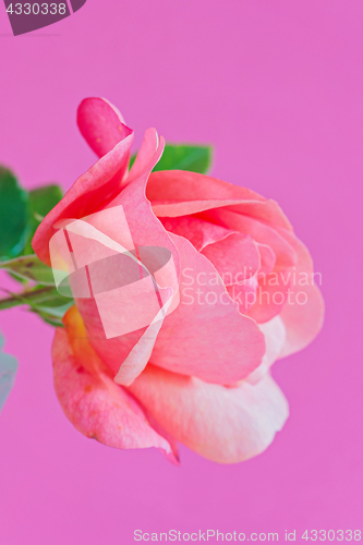 Image of Macro pink rose flower