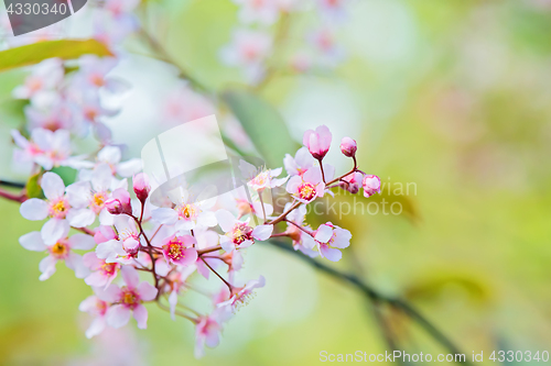 Image of Pink flowers on the bush. Shallow depth of field.